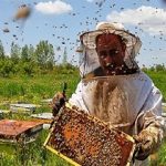 مسجدسلیمان، میزبان زنبورداران بومی و مهاجر