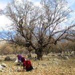 برداشت بلوط از سطح جنگل های شهرستان اندیکا آغاز شد