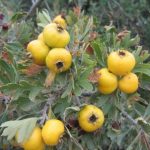 برداشت زالزالک درشهرستان اندیکا آغاز شد