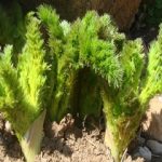 آغاز کاشت کرفس کوهی در ۷۶ هکتار از ارتفاعات اندیکا