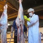 پُلمپ ۲ واحد صنفی متخلف کُشتار غیر مجاز دام در مسجدسلیمان