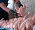 قیمت مصوب مرغ در خوزستان اعلام شد/ هر کیلوگرم ۱۱ هزار و ۹۰۰ تومان