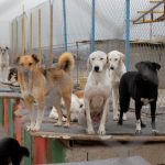 معدوم‌سازی سگ‌های ولگرد با “گاز”، یک پیشنهاد است