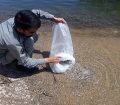 رهاسازی ۷۰۰ قطعه ماهی در دریاچه سد گتوند