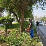 گزارش تصویری پایگاه خبری ایرانیان از اقدامات معاونت خدمات شهری ( واحد فضای‌ سبز )