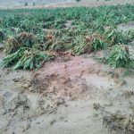 خسارت دو میلیاردی سیلاب به مزارع کشاورزی مسجدسلیمان