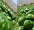 برداشت بیش از هشت هزار تن هندوانه از سطح اراضی مسجدسلیمان